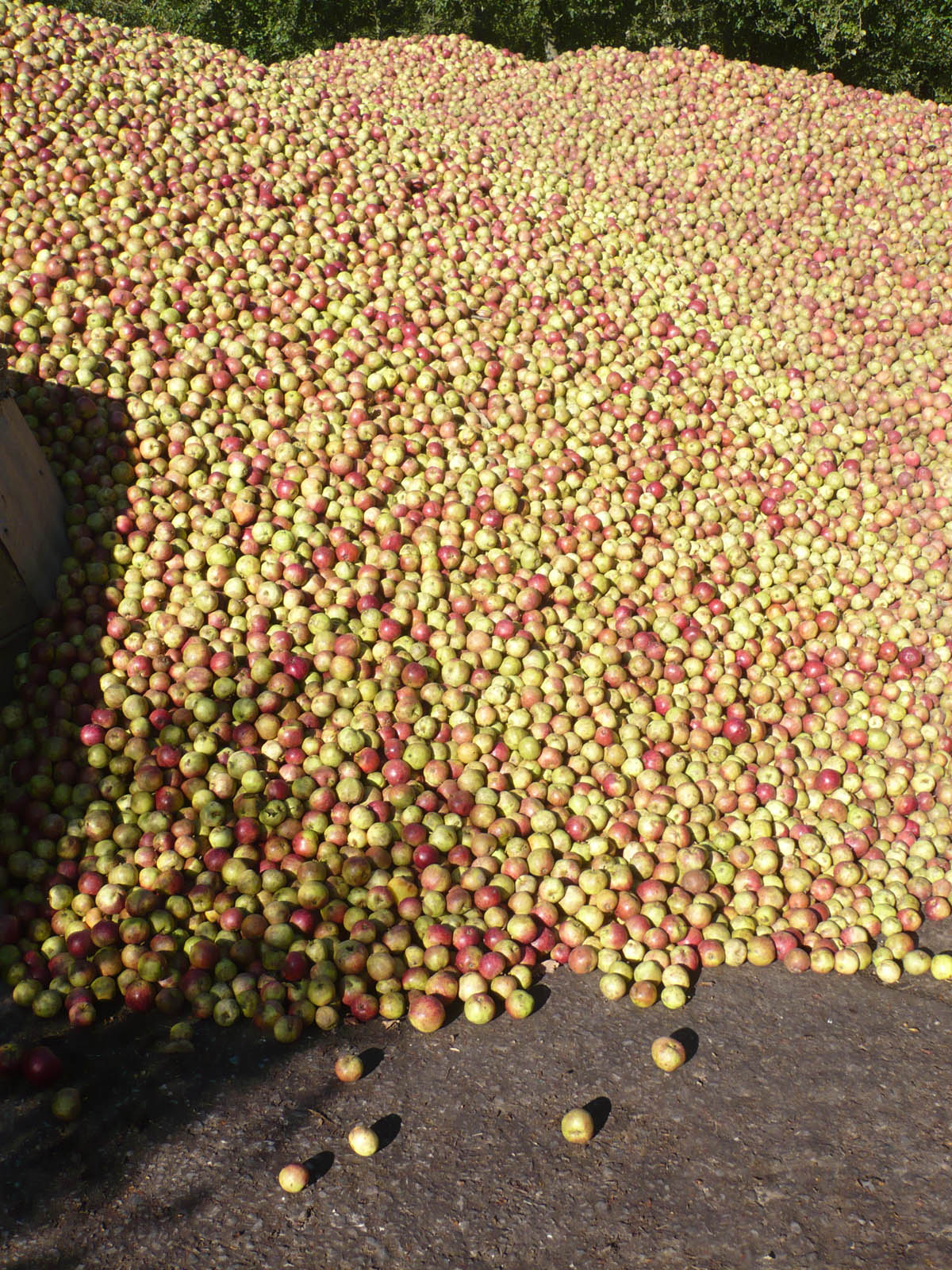 Apples for cider on the Pennard Farm