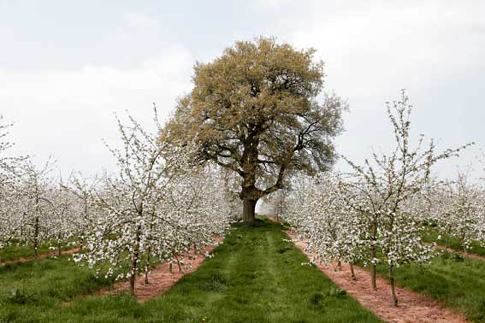 Pennard House Orchard