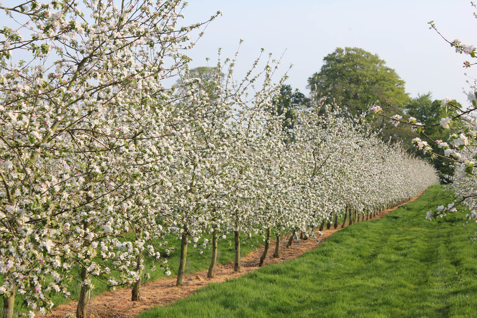 Pennard House farm orchard